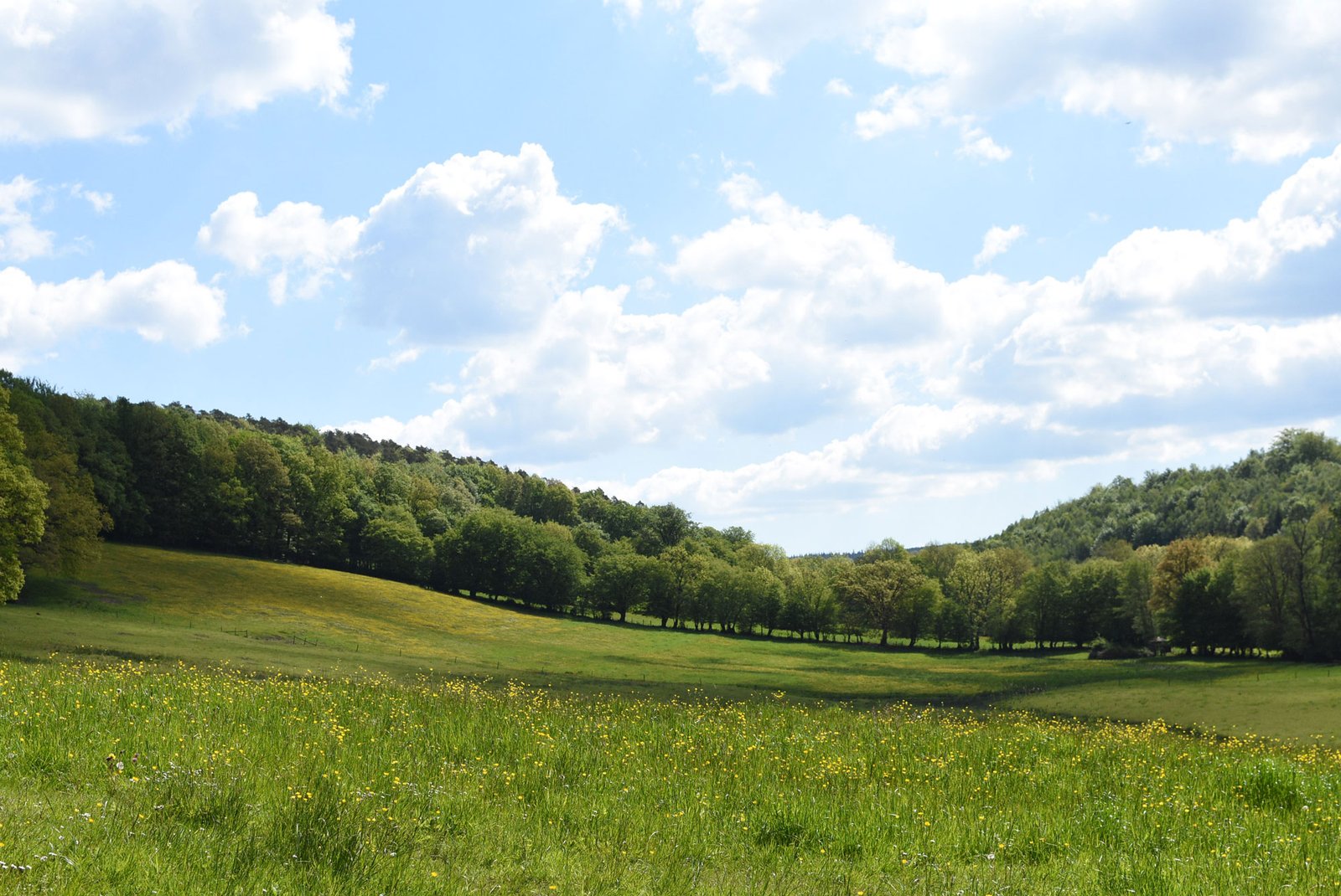 Prairie fleurie et lisière de bois dans les environs de Harzé